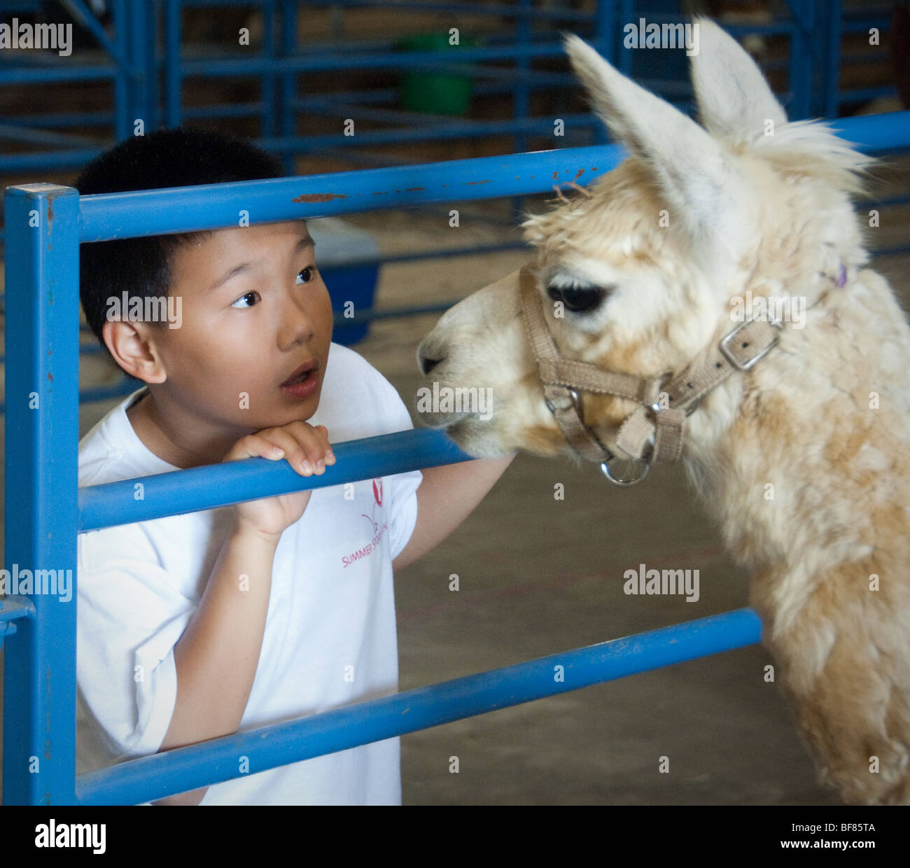Asian animal hi-res stock photography and images - Alamy