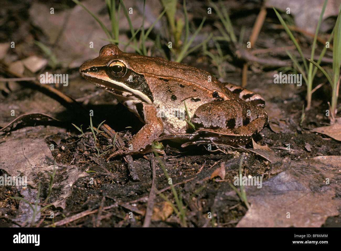 Wood Frog (Lithobates sylvaticus) in Michigan forest US. Genus name of