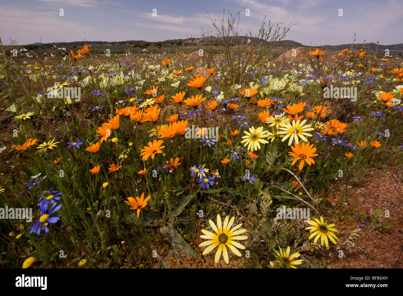 Spring flowers Arctotis fastuosa (orange), Ursinia speciosa (yellow) and Felicia, Kamiesberg mountains, Namaqualand South Africa Stock Photo