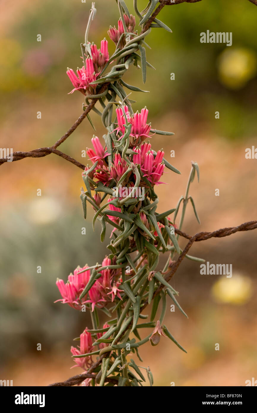 A twining South Africa Stock Photo