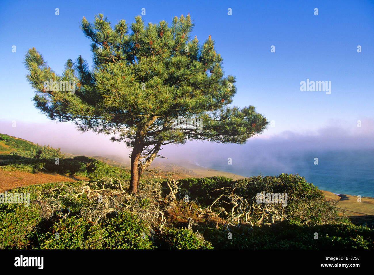 Torrey Pine, (Pinus torreyana insularis) on Santa Rosa Island, Channel