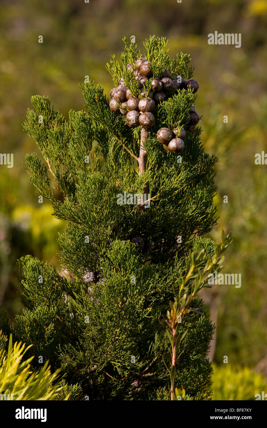 Mountain Cypress Widdringtonia nodiflora, with cones in fynbos, fernkloof, Cape, South Africa Stock Photo