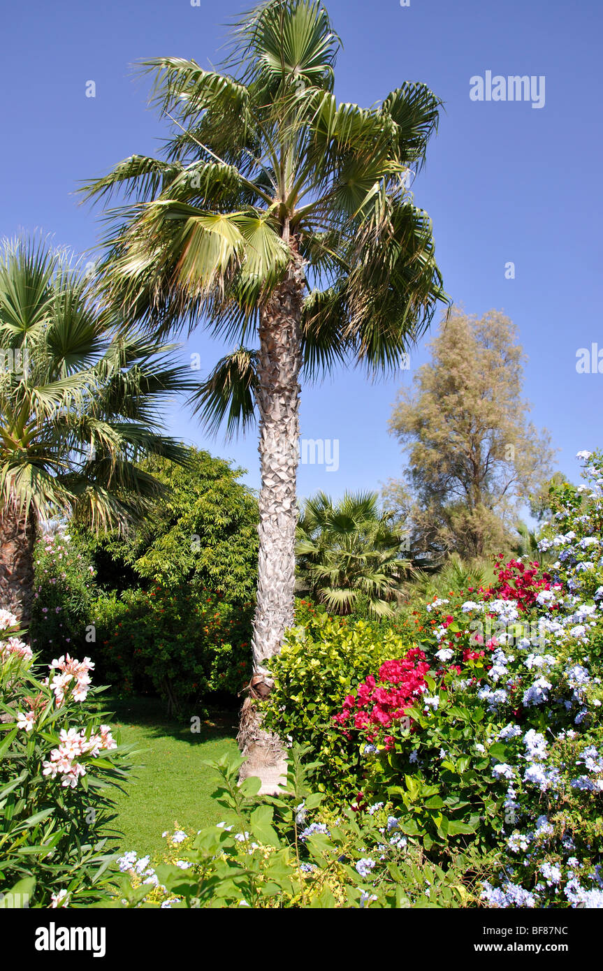 Palm Tree And Flowers Nissi Beach Ayia Napa Famagusta District 