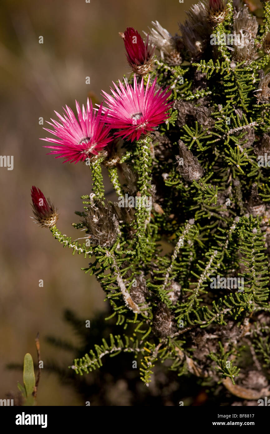 A pink everlasting bush, Phenocoma prolifera, in fynbos, Cape, South Africa Stock Photo