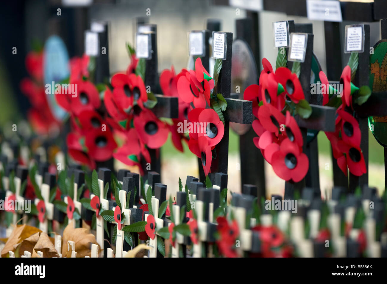 Crosses and red poppies in the Field of Remembrance at Westminster Abbey in central London Stock Photo