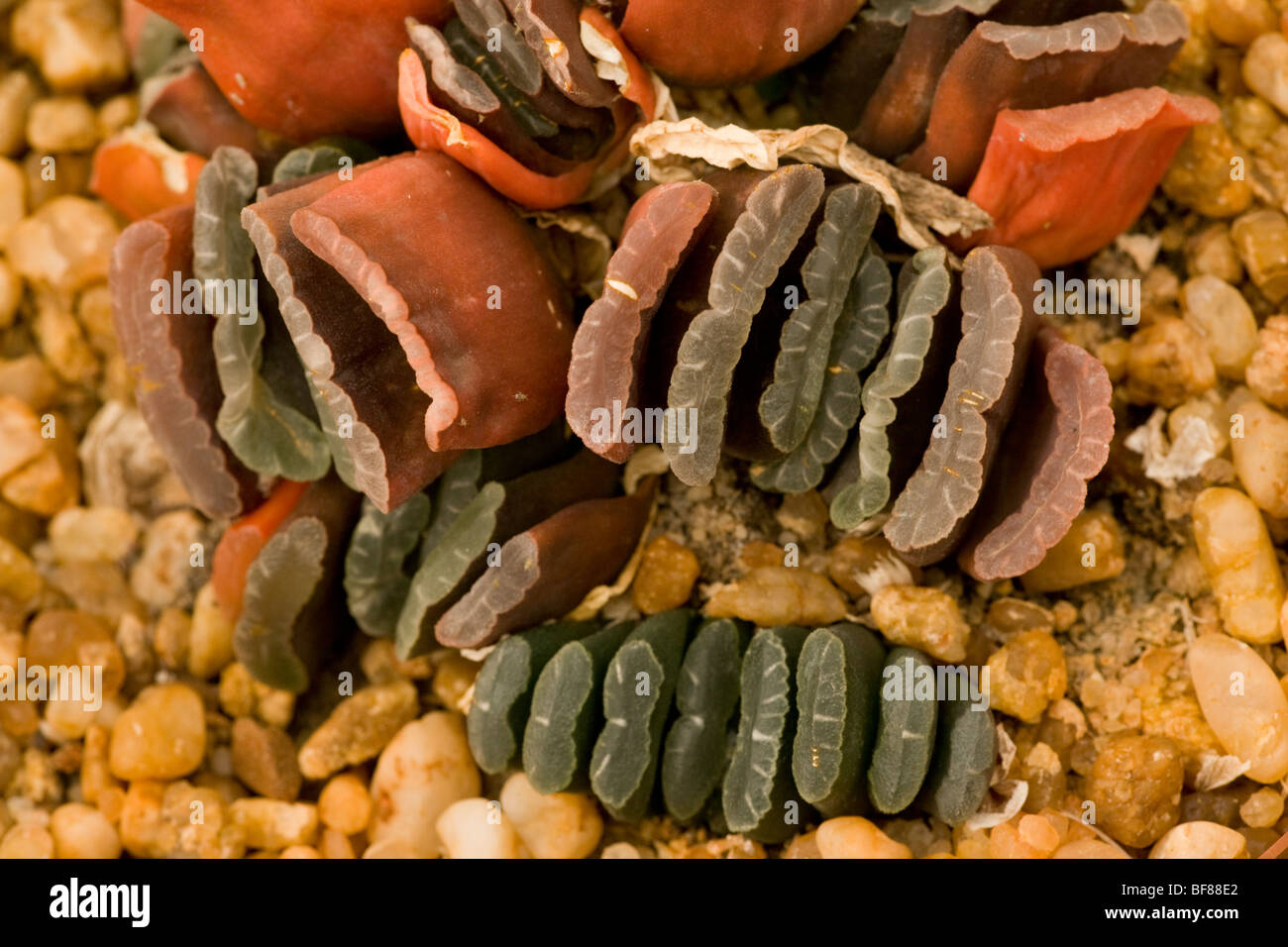 Haworthia truncata; a desert succulent from Namaqualand, South Africa Stock Photo