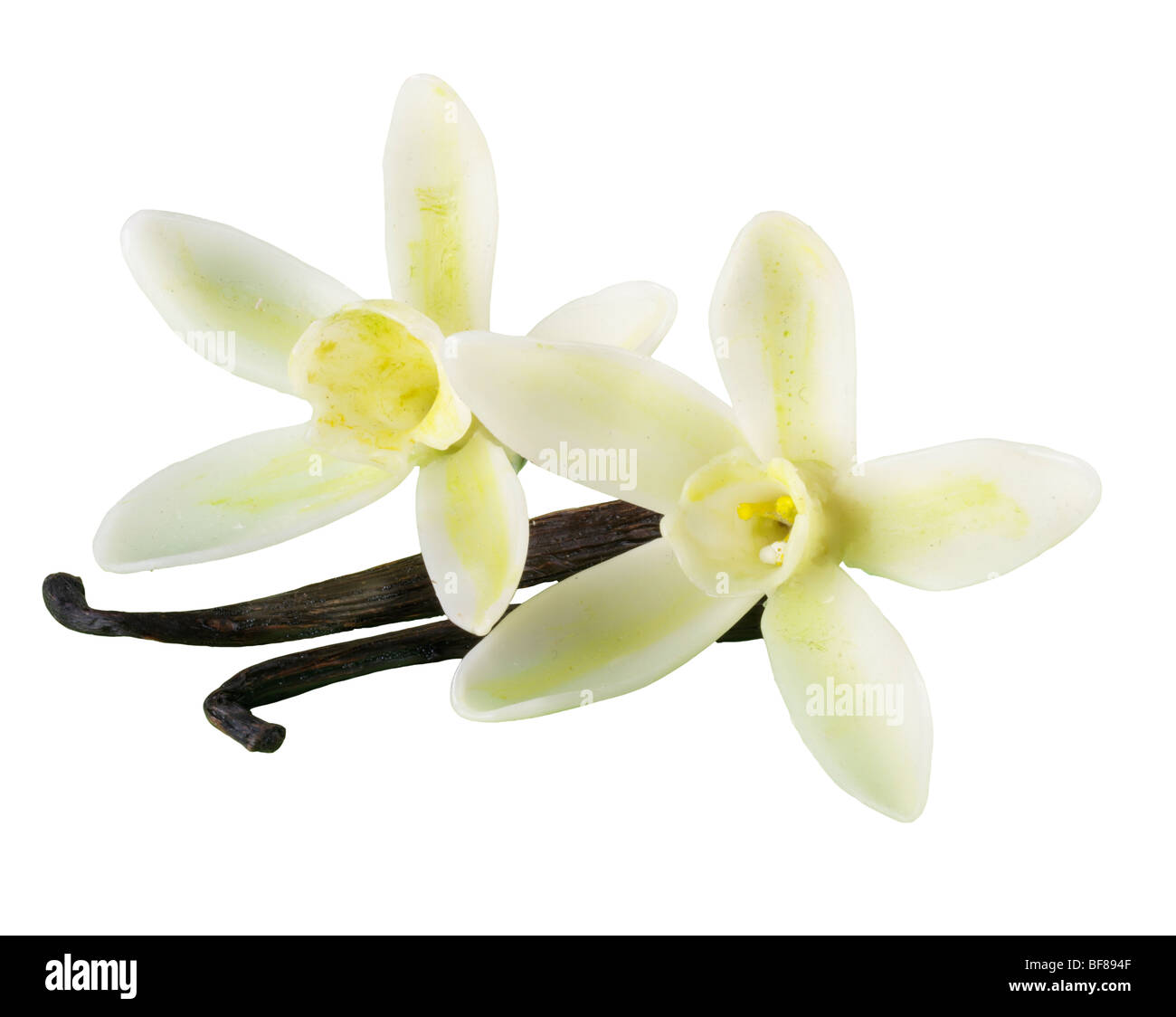 VANILLA FLOWERS WITH PODS Stock Photo Alamy
