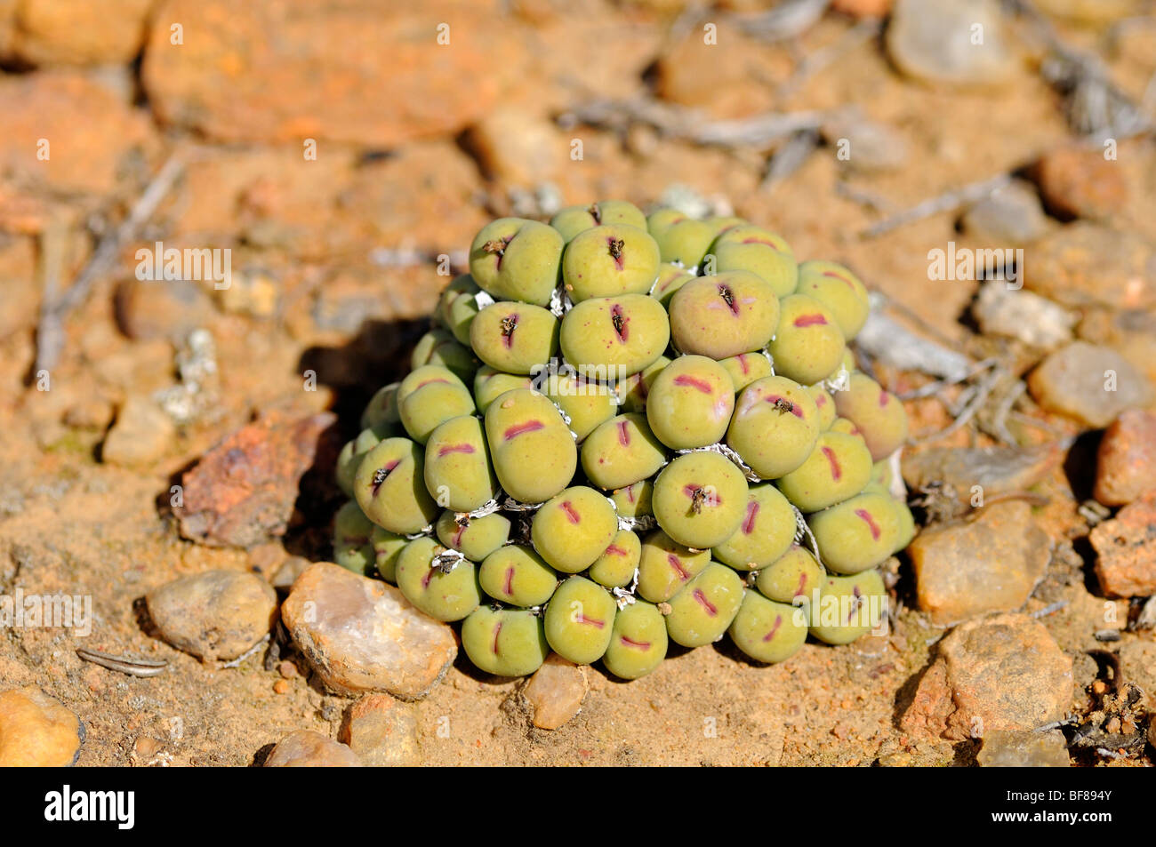 Cushion of Conophytum meyeri in habitat, Namaqualand, South Africa Stock Photo