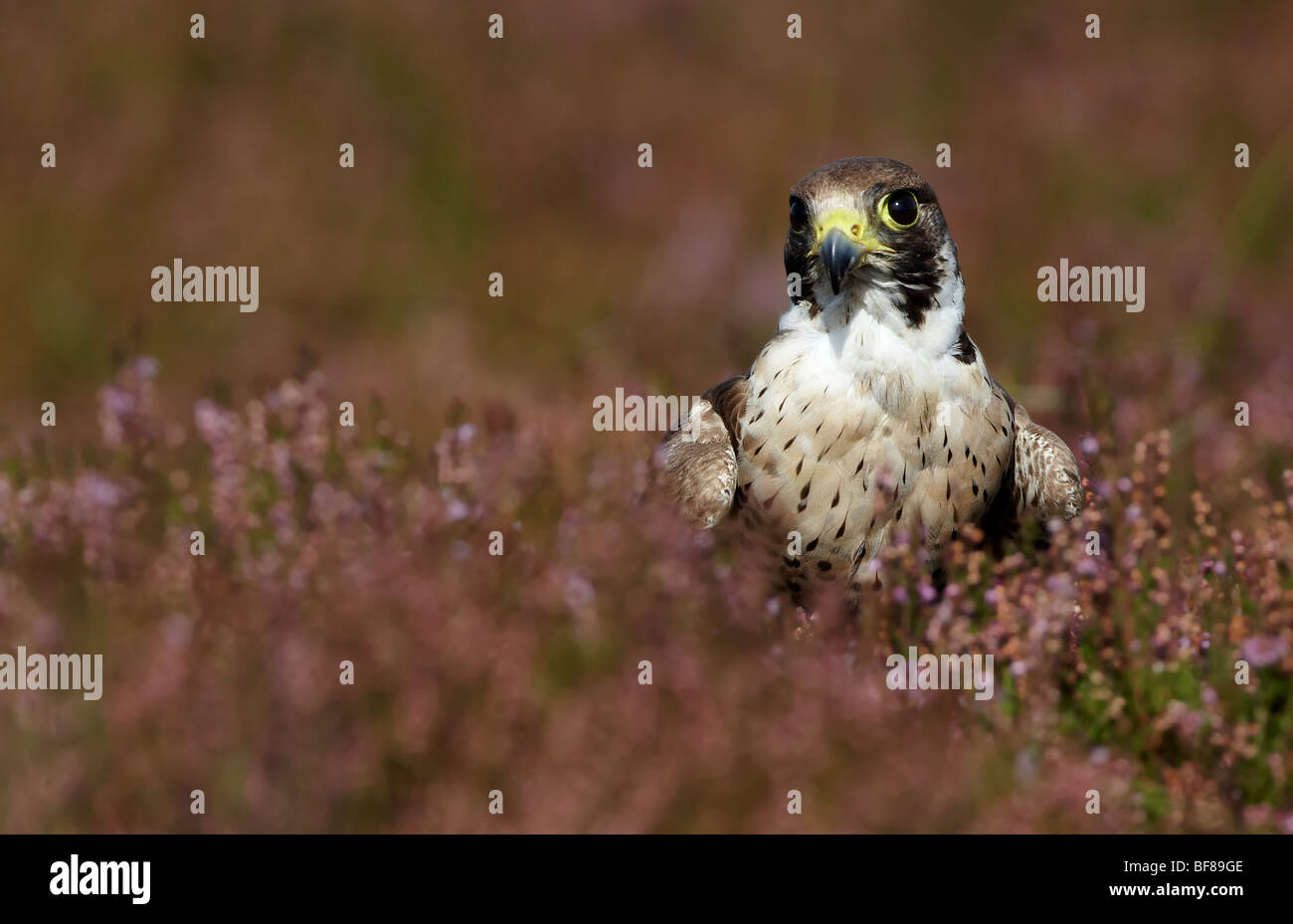 Peregrine in heather moorland (Falco peregrinus) Stock Photo