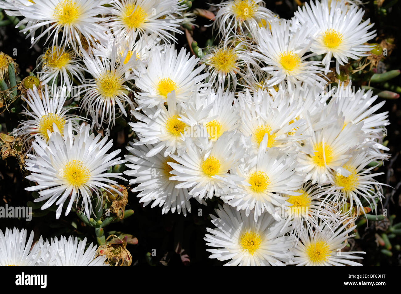 Lampranthus reptans, Namaqualand, South Africa Stock Photo