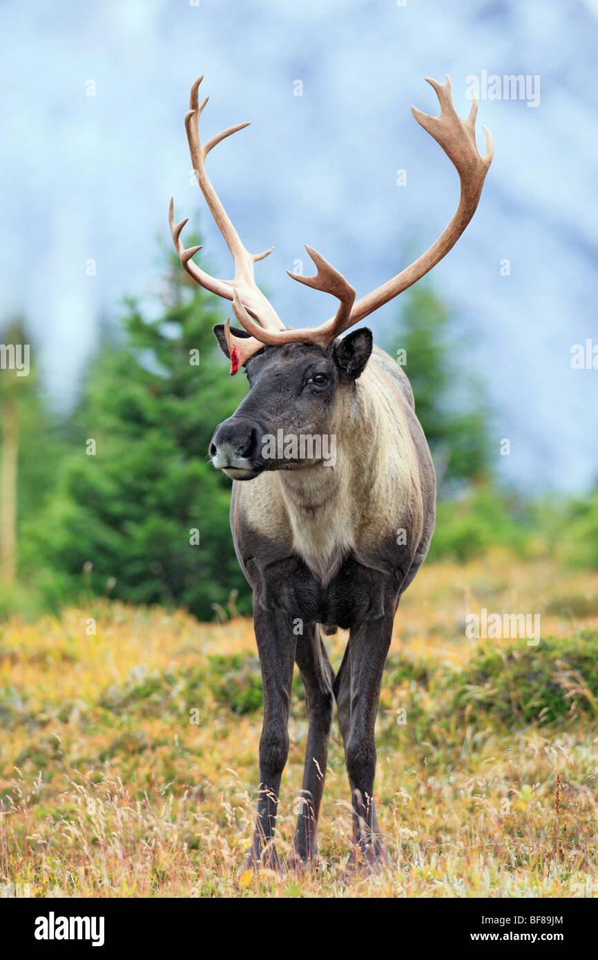 Woodland mountain caribou bull Stock Photo