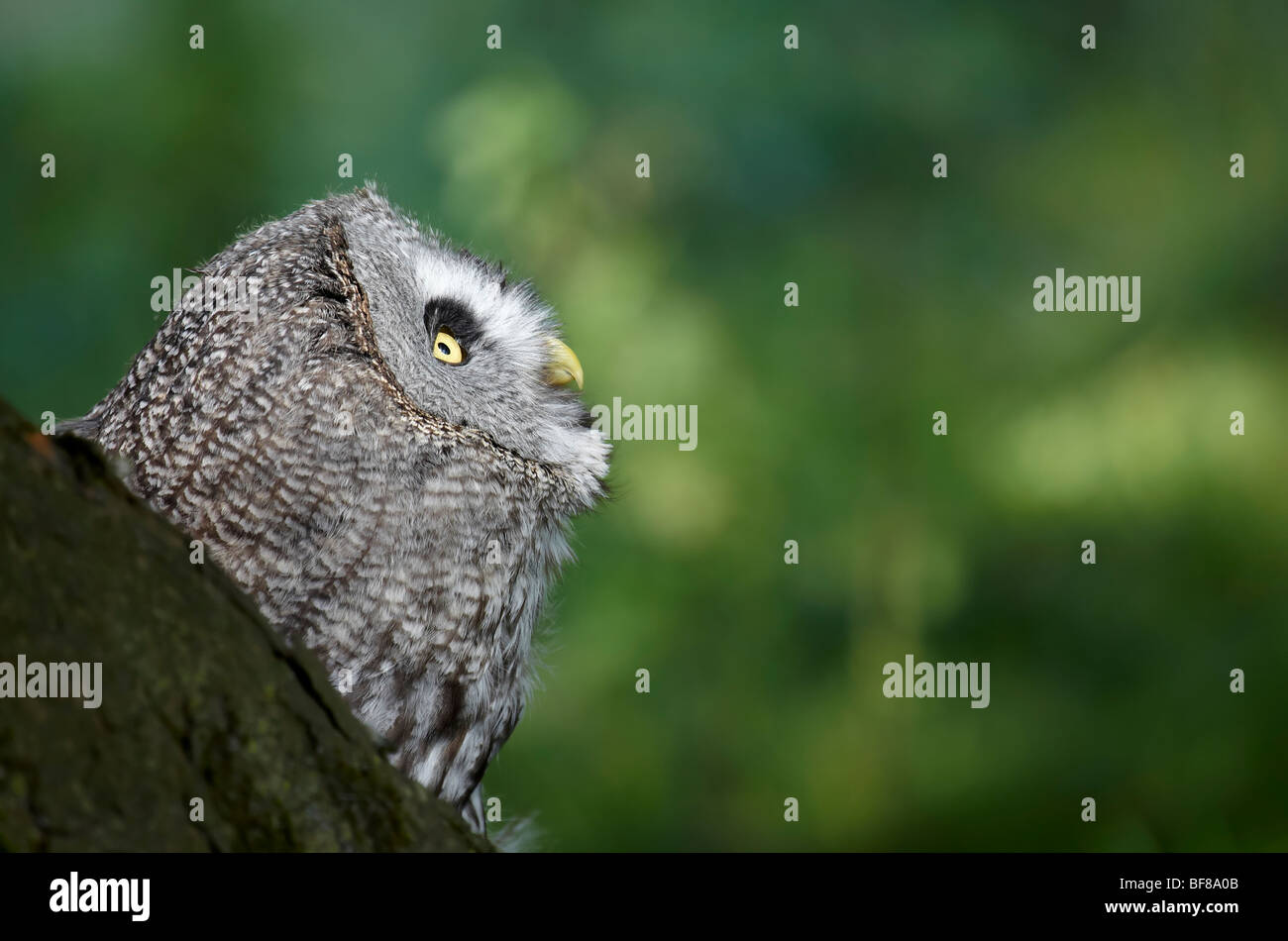 Great Grey Owl (Strix nebulosa) Stock Photo