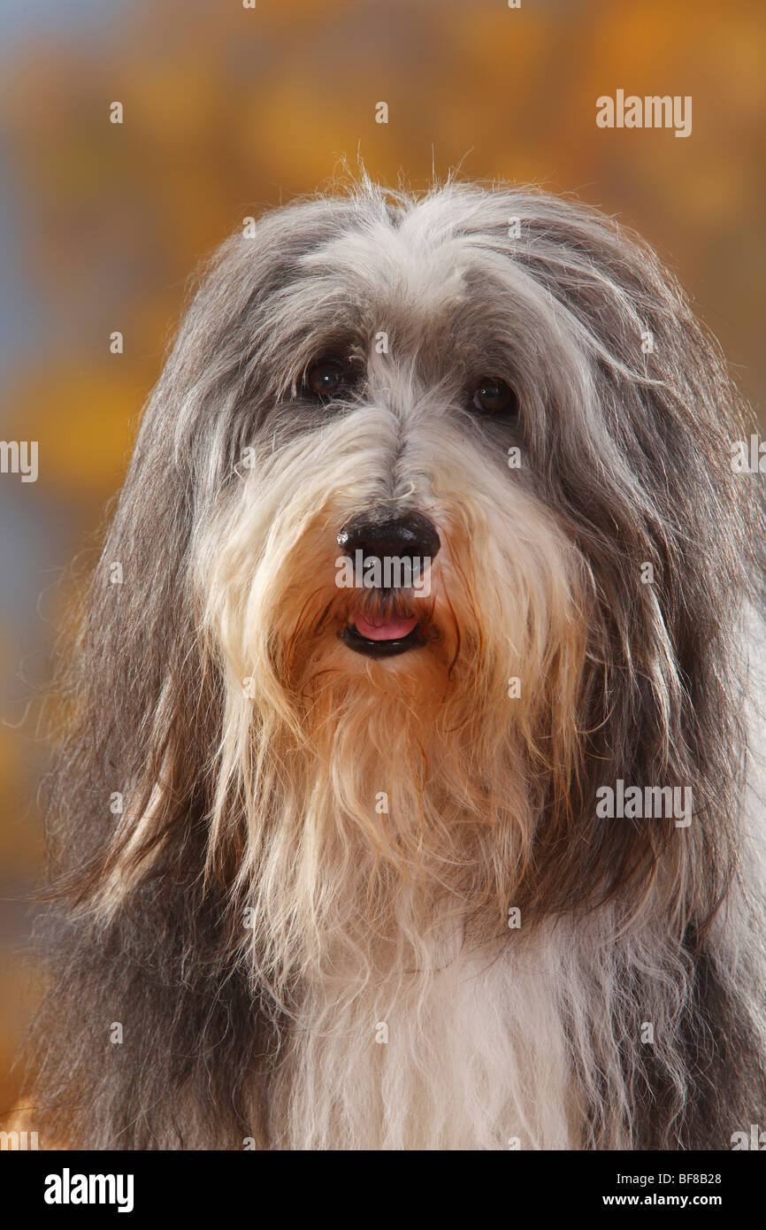 Bearded Collie, 12 years old Stock Photo