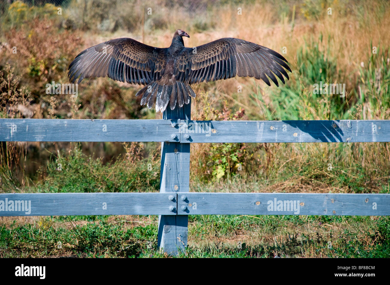 A turkey vulture "Cathartes aura" spreads it's wings to gather the sun's warmth in the New