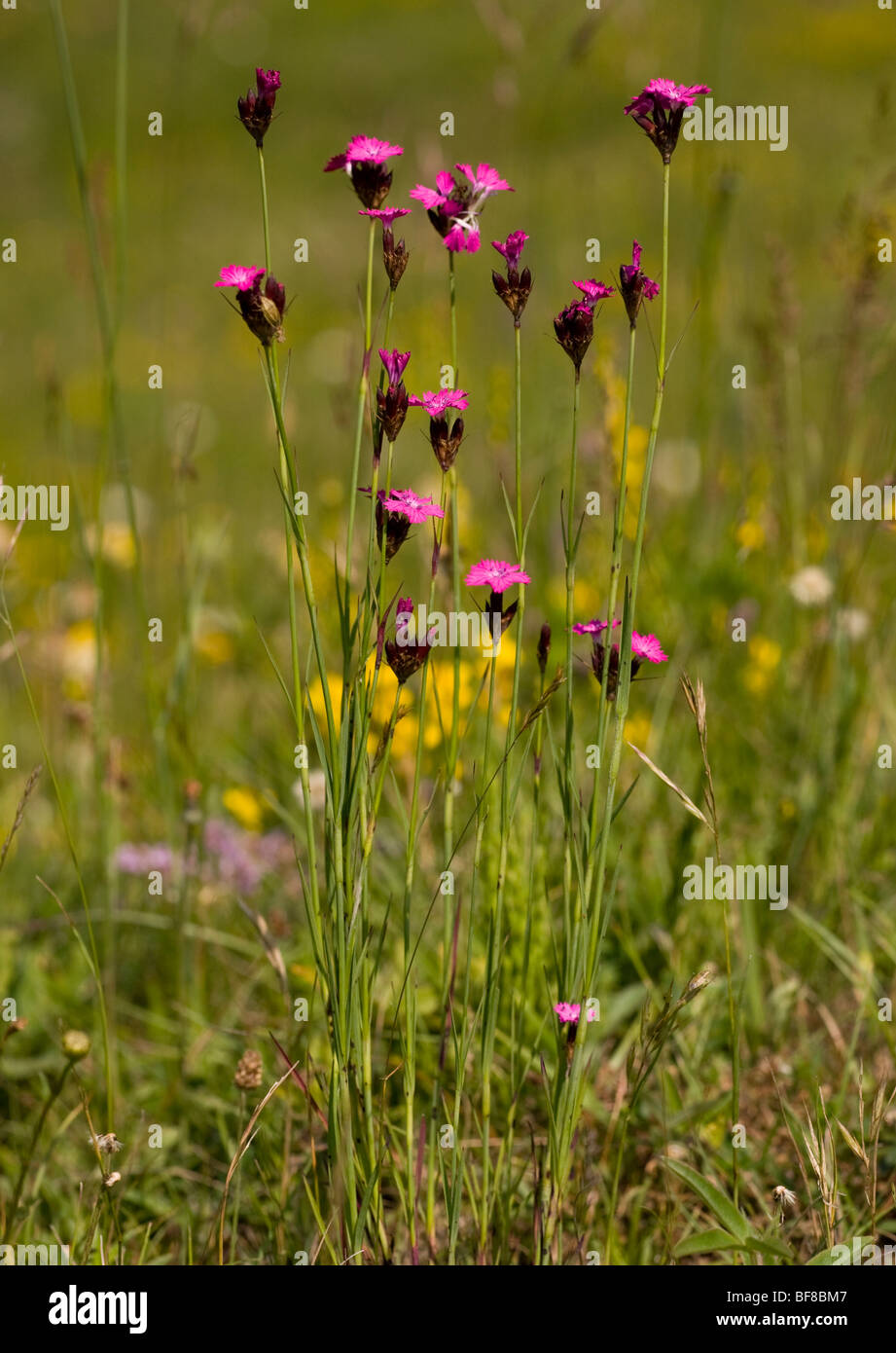 Carthusian or Charterhouse Pink Dianthus carthusianorum Stock Photo