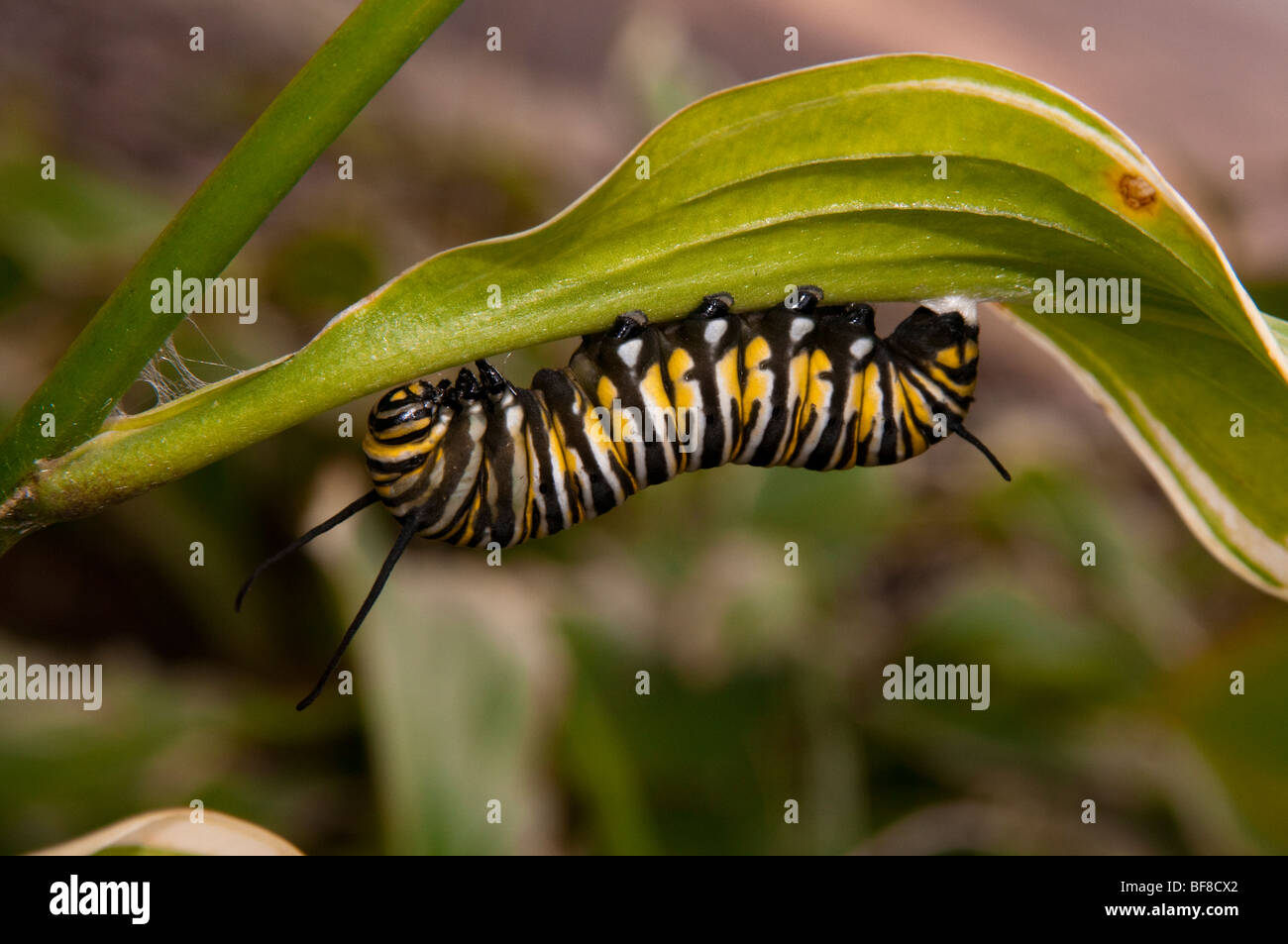 Monarch caterpillar not swallowtail hi-res stock photography and images ...