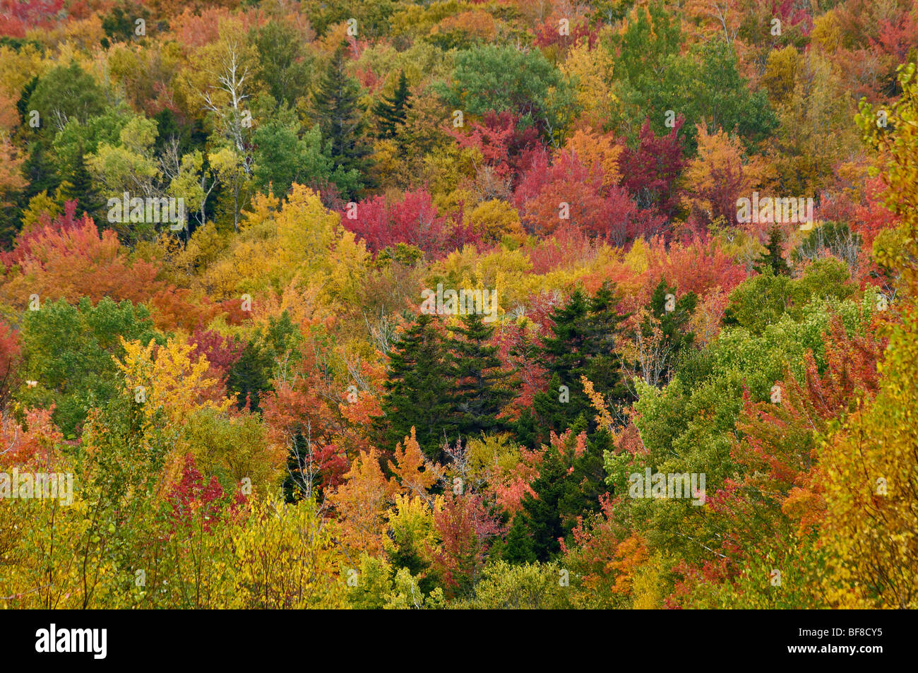 Patchwork of Autumn Color on Mountainside in Franconia Notch in the White Mountains National Forest in New Hampshire Stock Photo