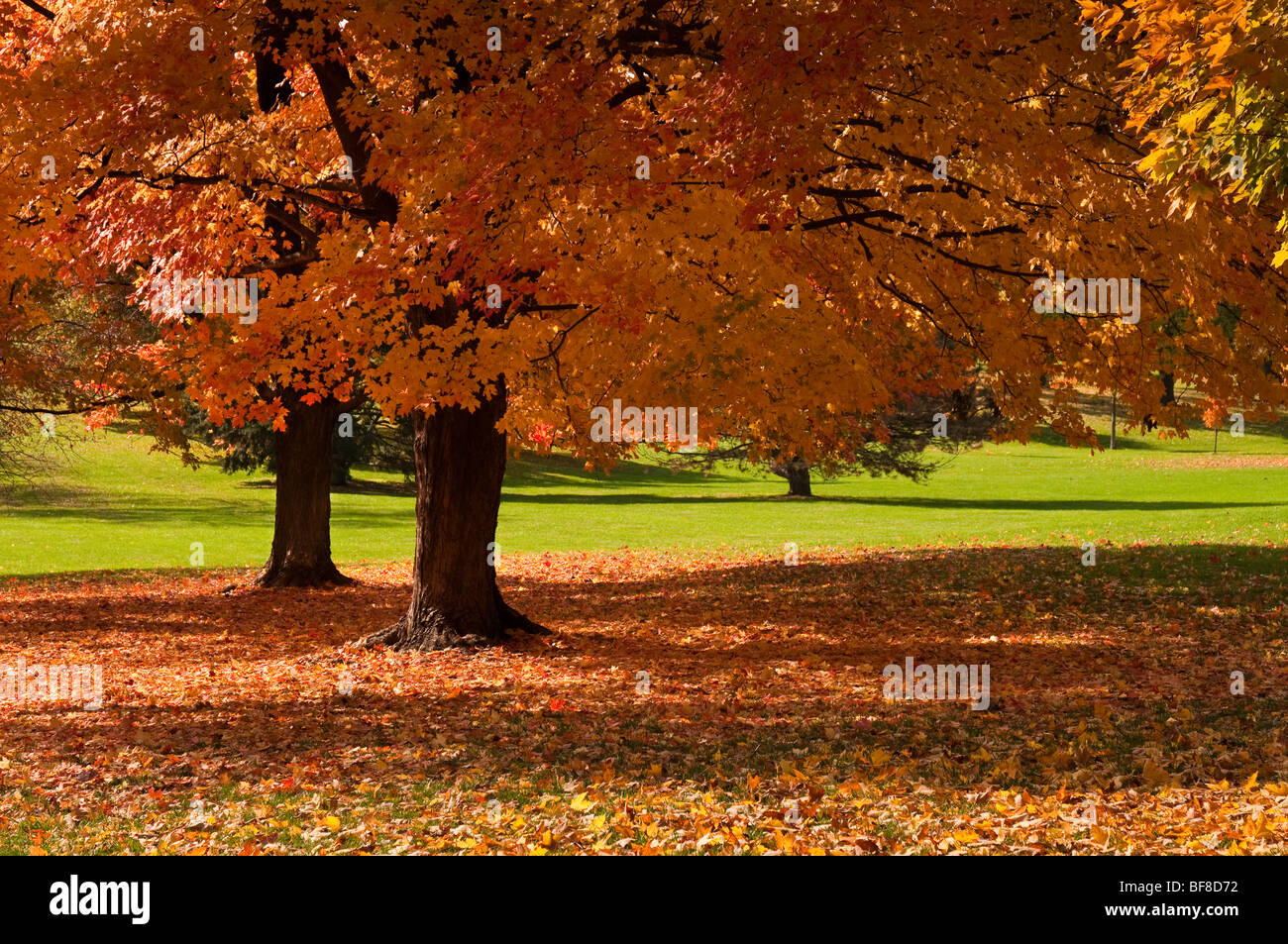 Maple trees in Park, Autumn colors. Stock Photo