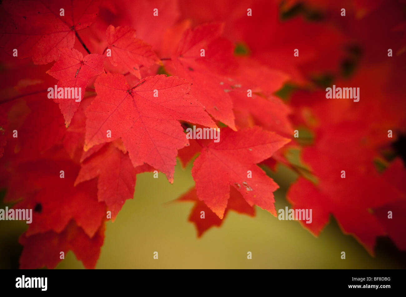 Intense Red maple leafs Stock Photo
