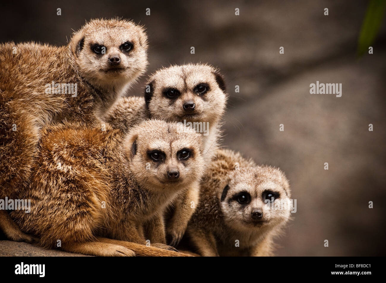 Meerkats looking at camera hi-res stock photography and images - Alamy
