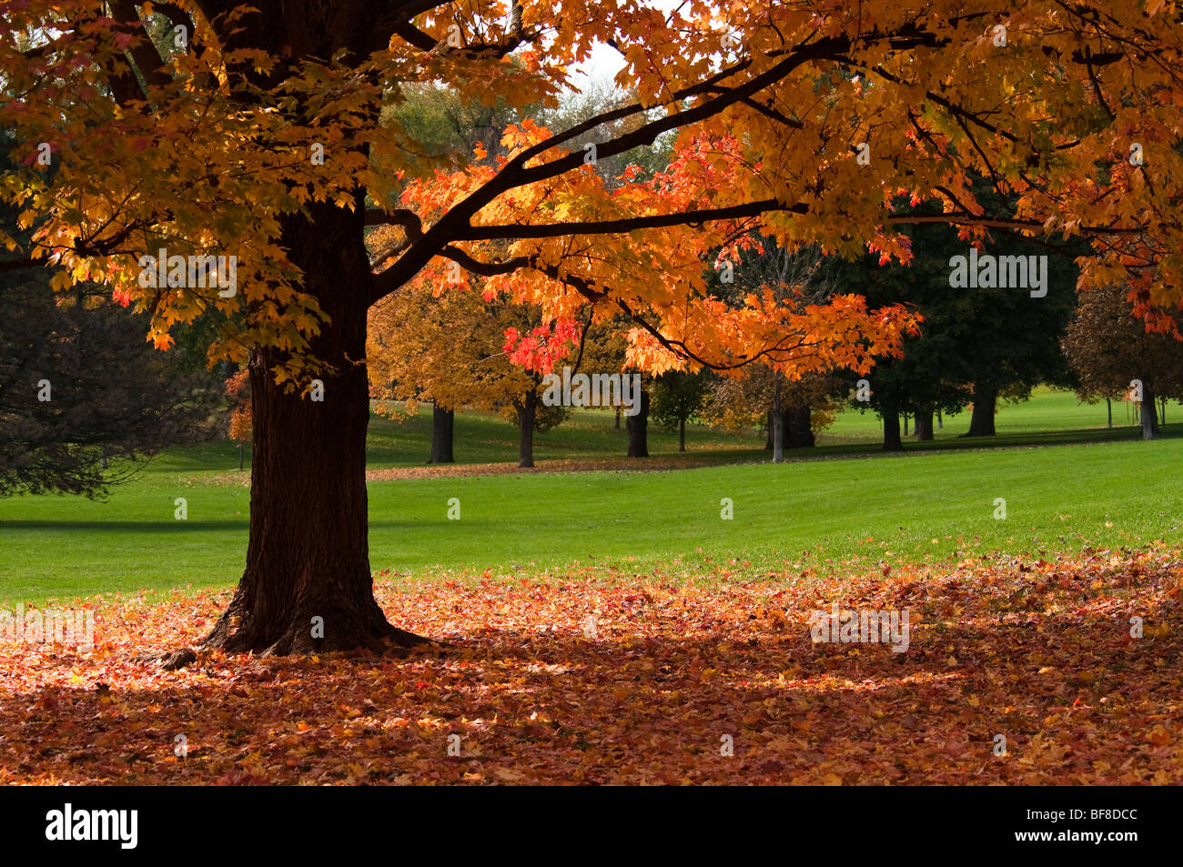 Beautiful colors of a Maple tree with a green field in background Stock Photo
