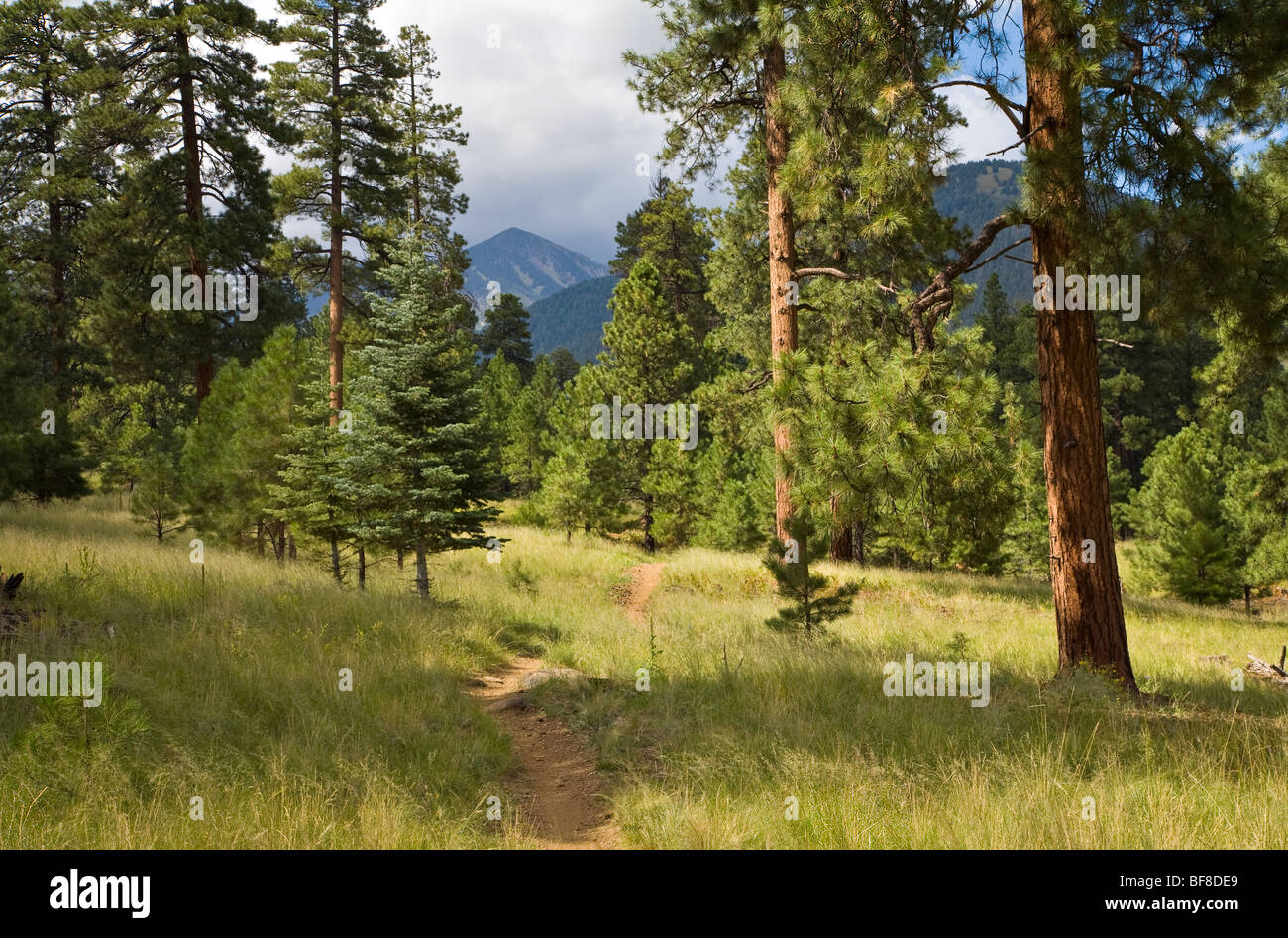 Little Elden Trail winding amid ponderosa forest and meadow, with Freemont Peak in back, Coconino National Forest, Arizona, USA Stock Photo