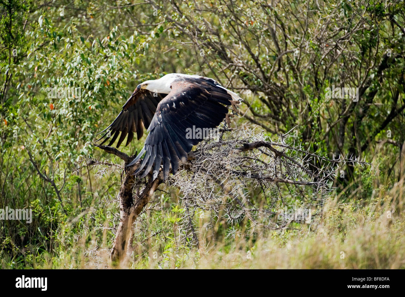 Fish Eagle in Flight Stock Photo