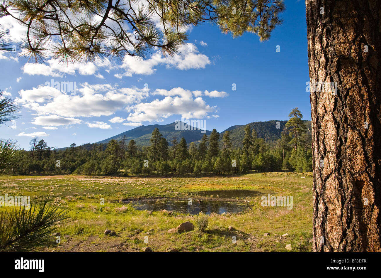 San Francisco Peaks, viewed from Schultz Tank area of , Coconino National Forest, Flagstaff, Arizona, USA Stock Photo