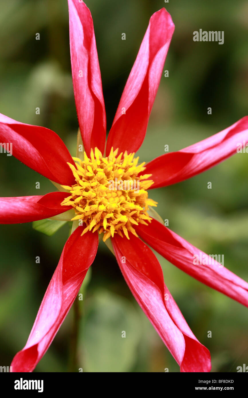 star-like flower Stock Photo