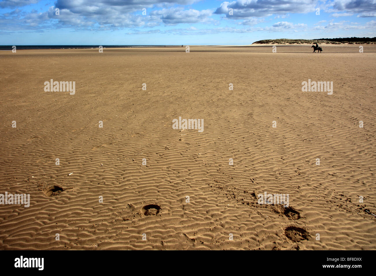 Horse hoof prints and distant horse on Holkham beach Norfolk England UK Stock Photo
