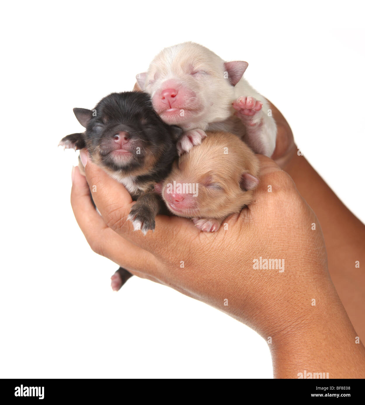 Cute Baby Puppies Being Held In Human Hands Stock Photo Alamy