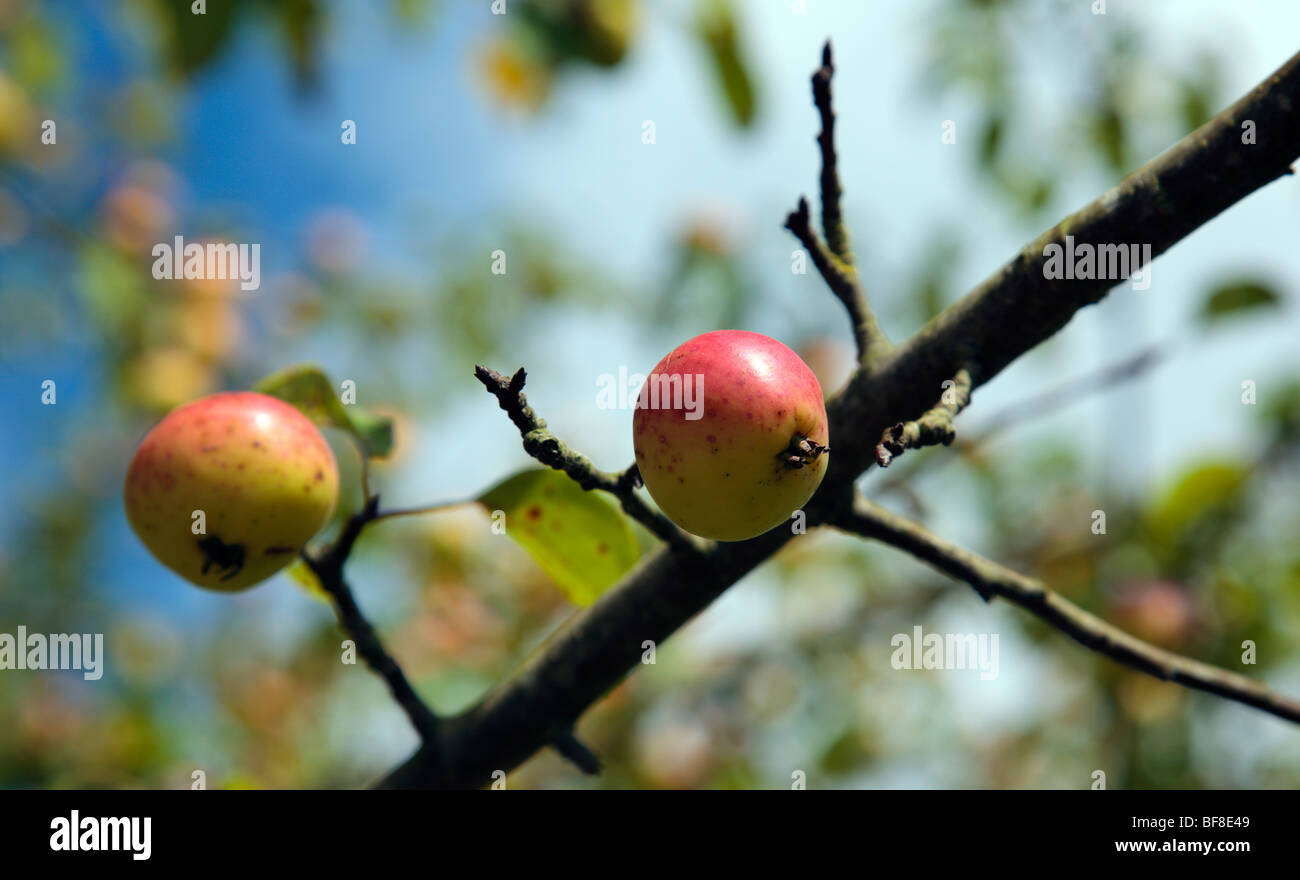 Crab apple tree Oxfordshire England UK Stock Photo Alamy