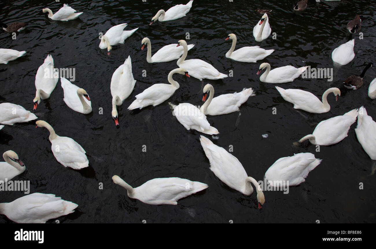Feeding swans on the River Thames Oxfordshire England UK Stock Photo