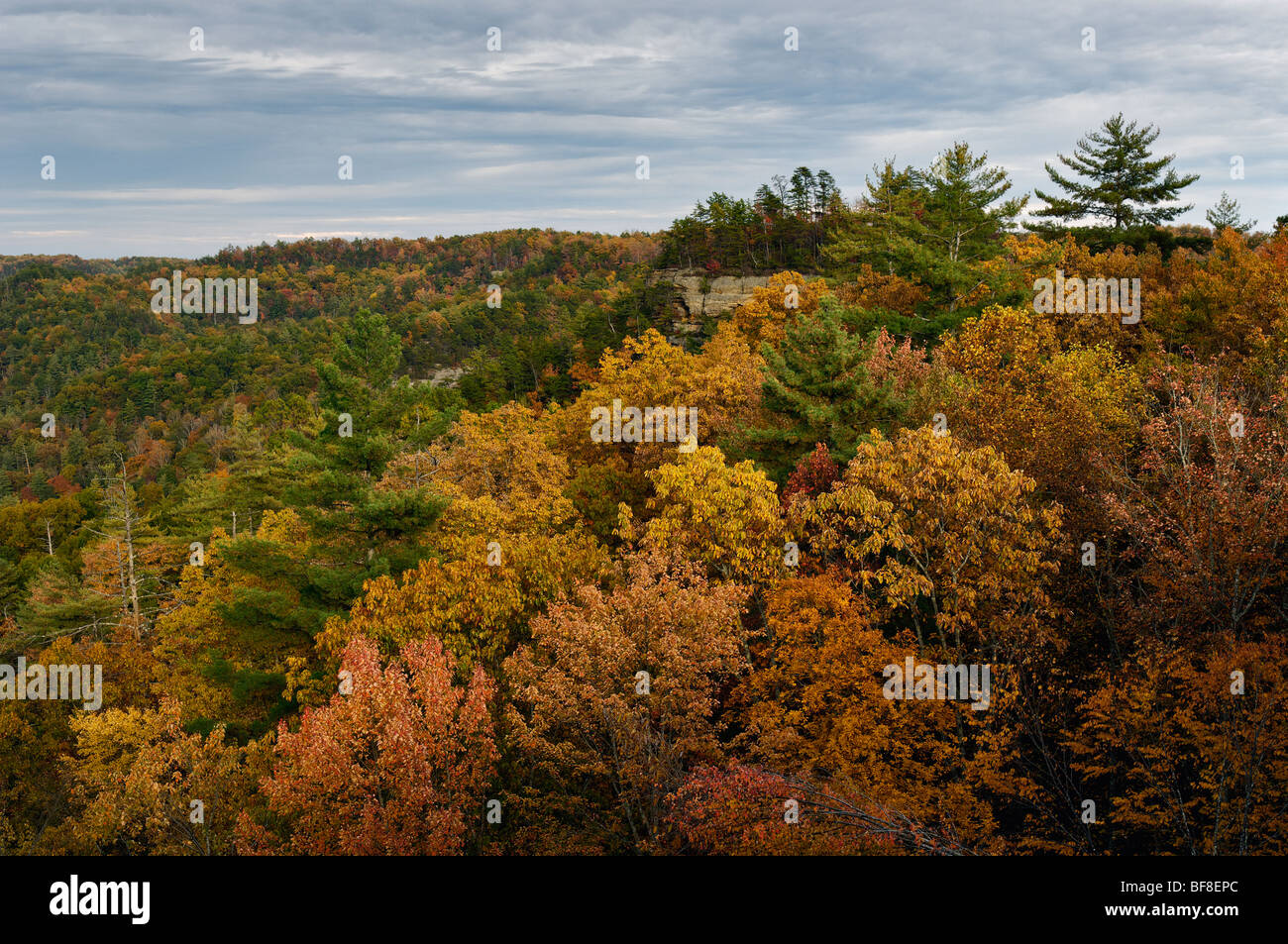 Autumn Color in Natural Bridge State Park, Kentucky Stock Photo