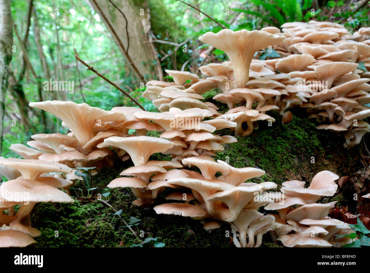 Branching Oyster fungi (Pleurotus cornucopiae) Stock Photo