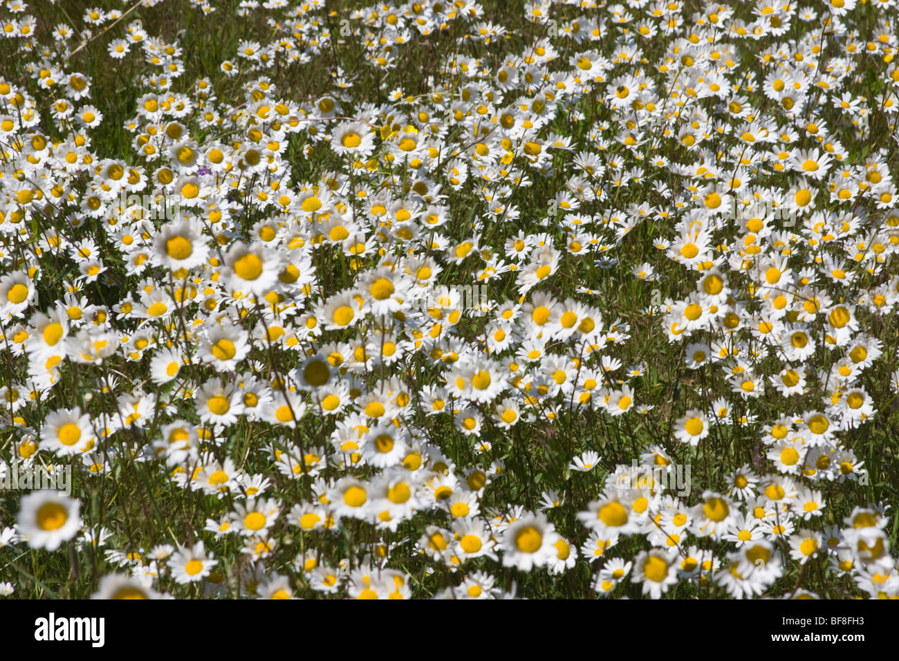 Wildflowers in quebec hires stock photography and images Alamy