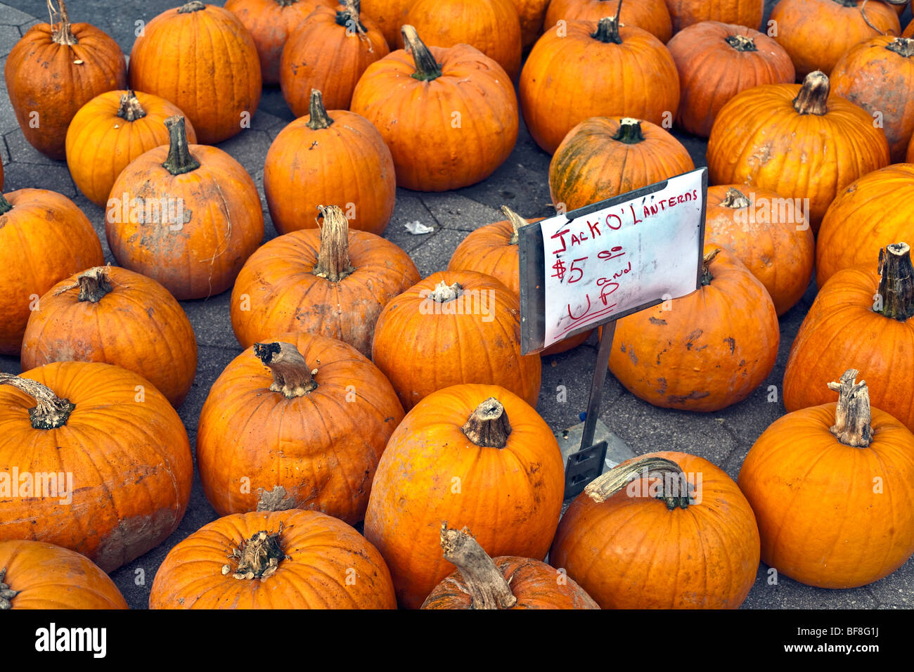 brilliant orange Halloween pumpkins, some caked with mud, displayed for sale at the Union Square farmers green market NYC Stock Photo