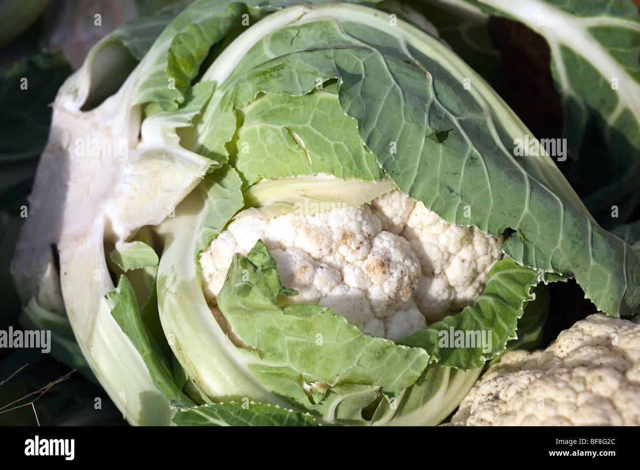 delectable head of fresh cauliflower closely wrapped in leaves displayed for sale at the Union Square farmers green market NYC Stock Photo