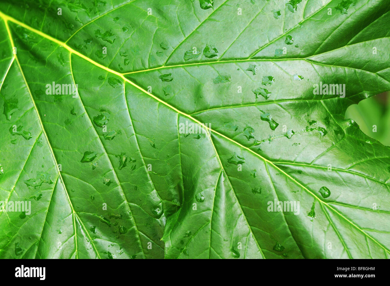 Photograph of green leaf hi-res stock photography and images - Alamy