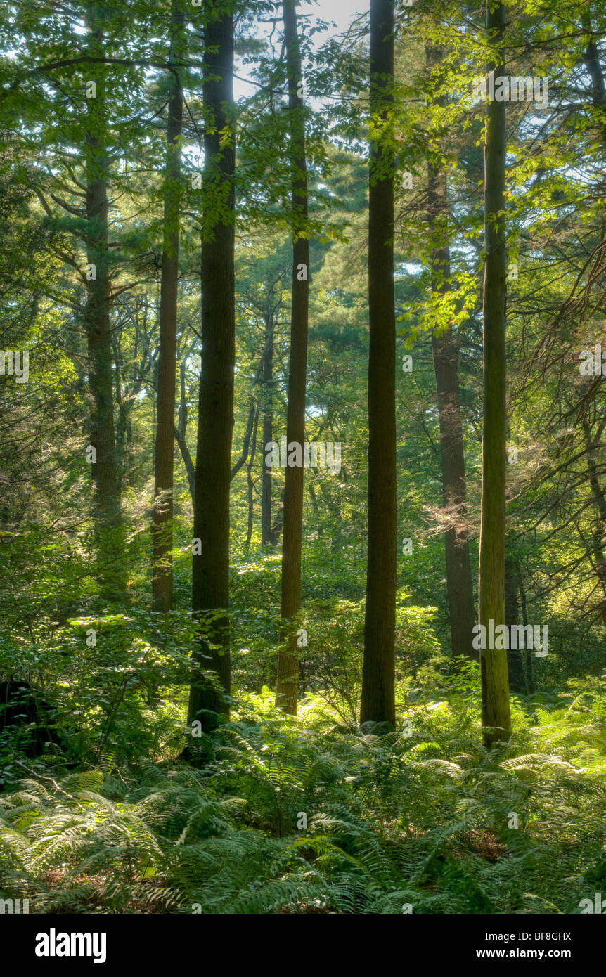 The deciduous forest of eastern Massachusetts in late summer Stock Photo