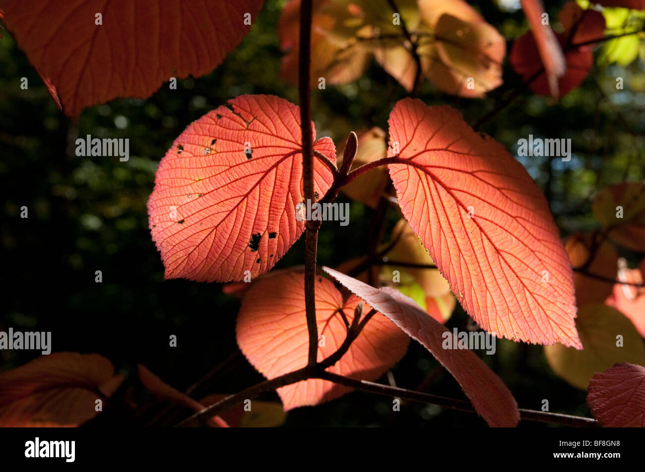 Hobblebush tunes wine-colored in the last week of summer in Franconia Notch, NH Stock Photo