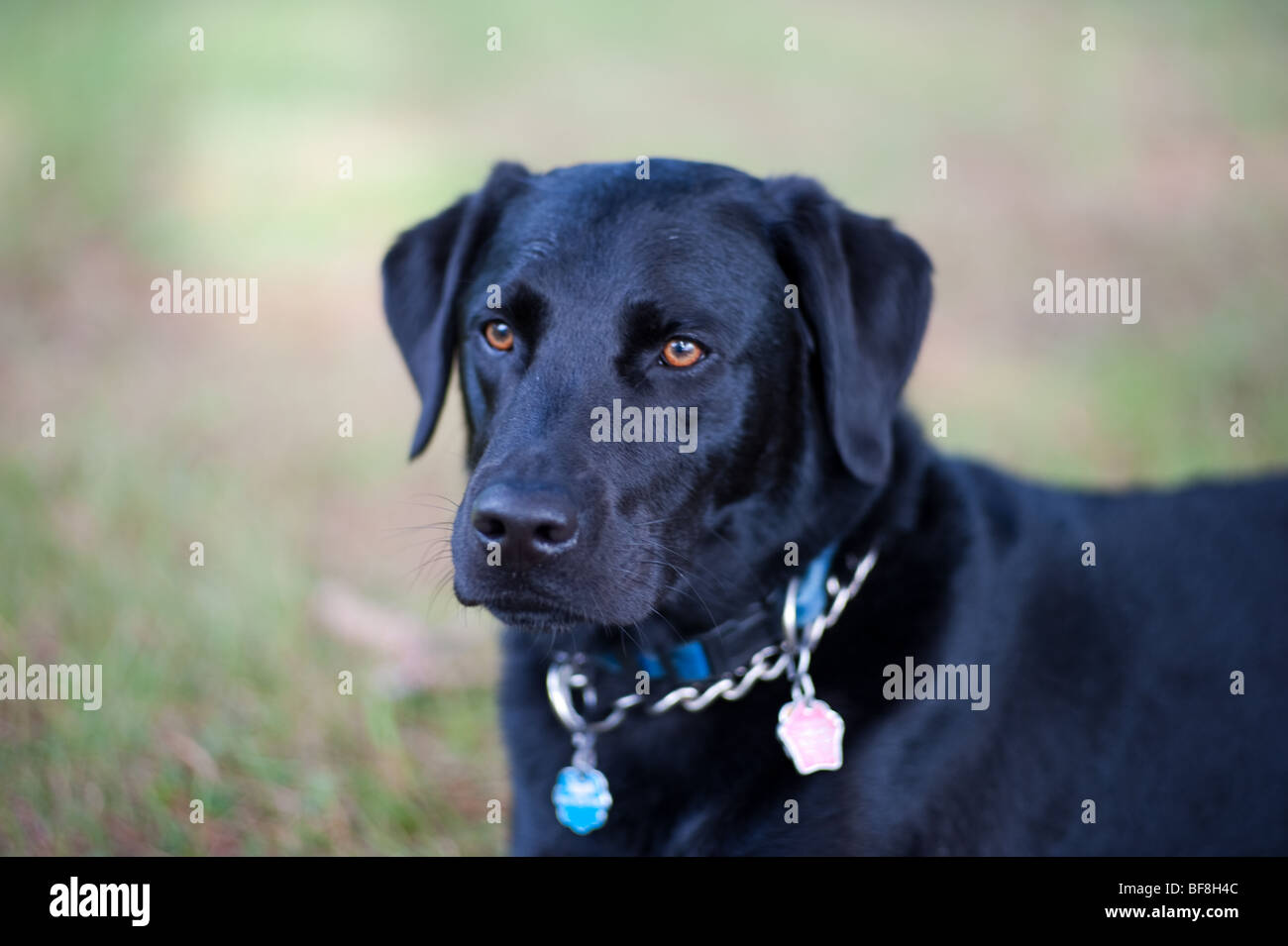 Black lab, dog , Maine Stock Photo Alamy