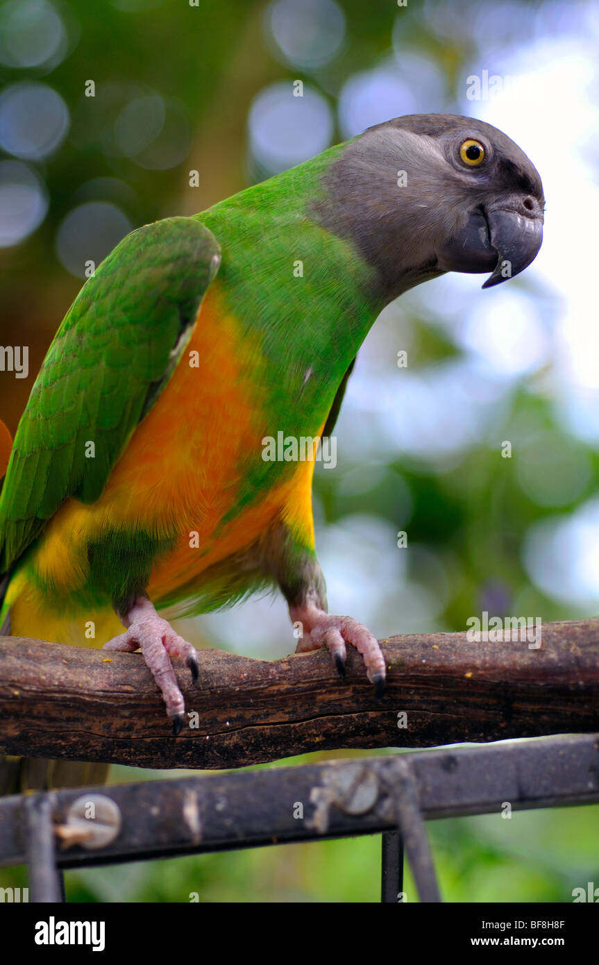 Senegal Parrot (Poicephalus senegalus) Stock Photo