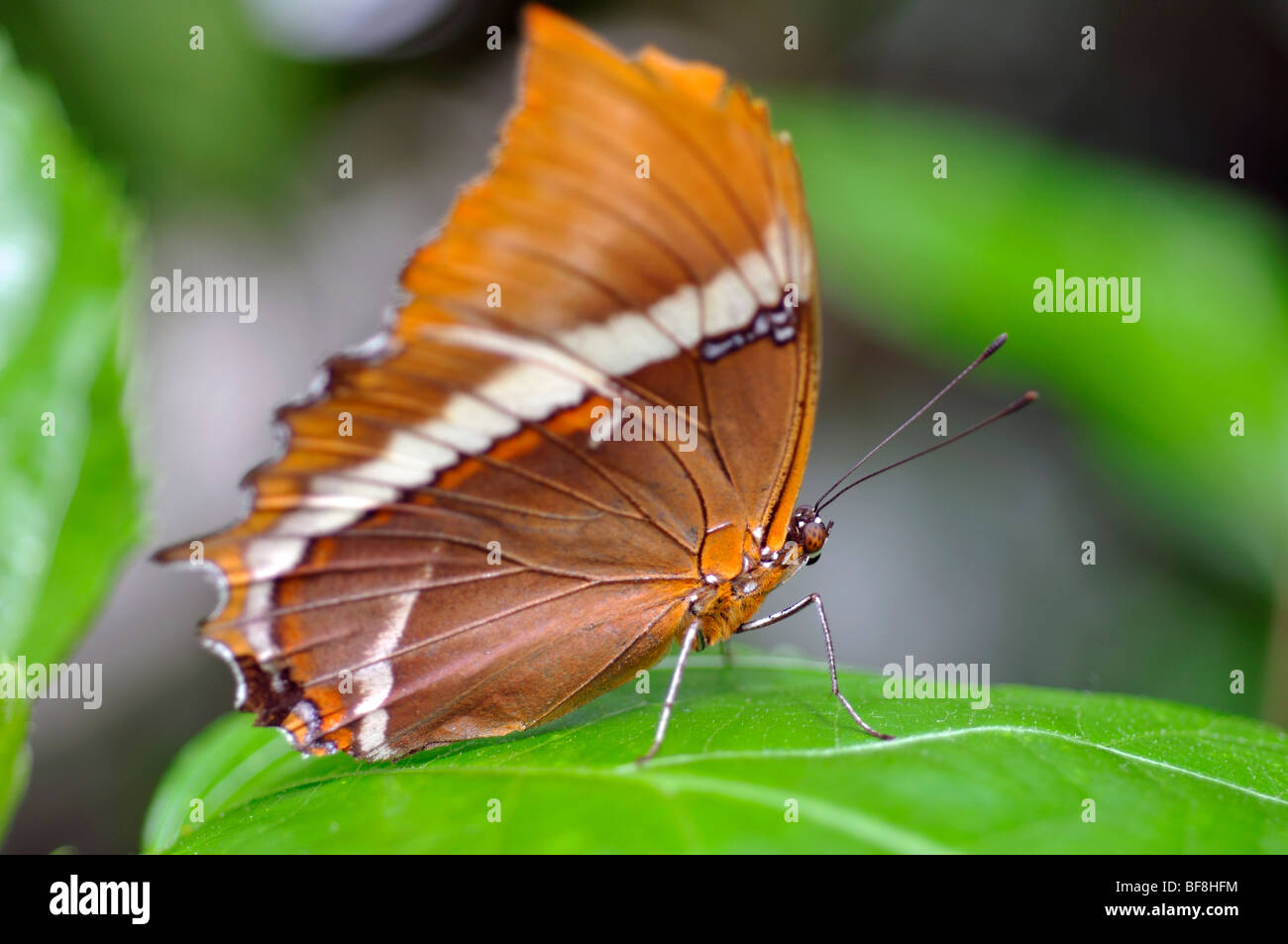 Rusty tipped Page butterfly - Siproeta epaphus Stock Photo