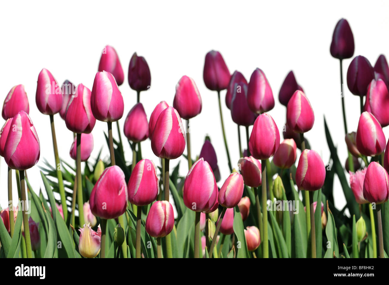 Hot pink tulips isolated over a white background Stock Photo - Alamy