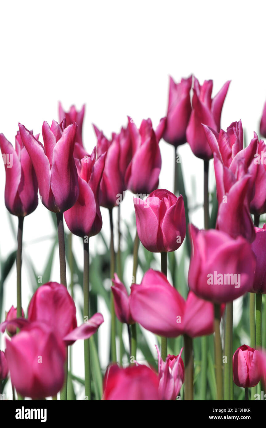 Group of pink tulips isolated over a white background Stock Photo - Alamy