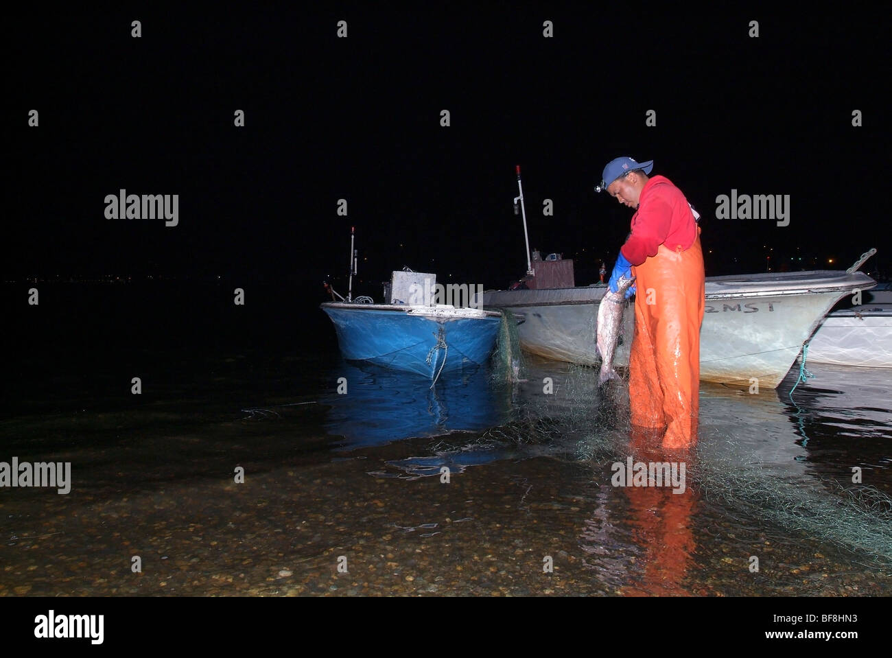 Muckleshoot fisherman untangling Salmon from gillnet. Stock Photo