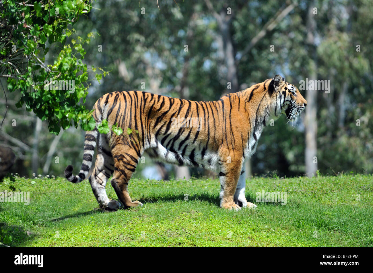 Bengal tiger in its habitat Stock Photo - Alamy