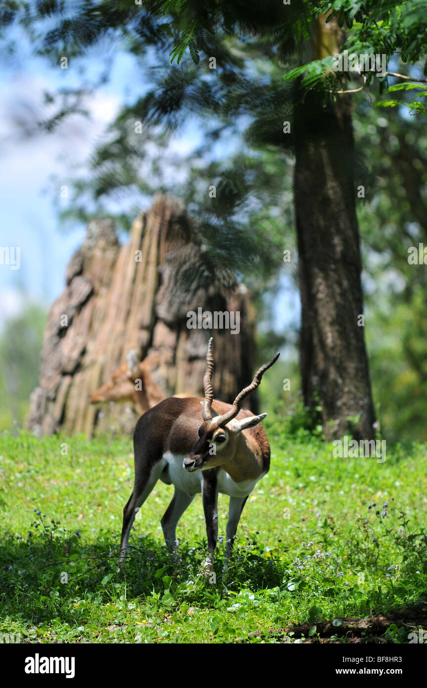 Young gazelle in its natural environment Stock Photo