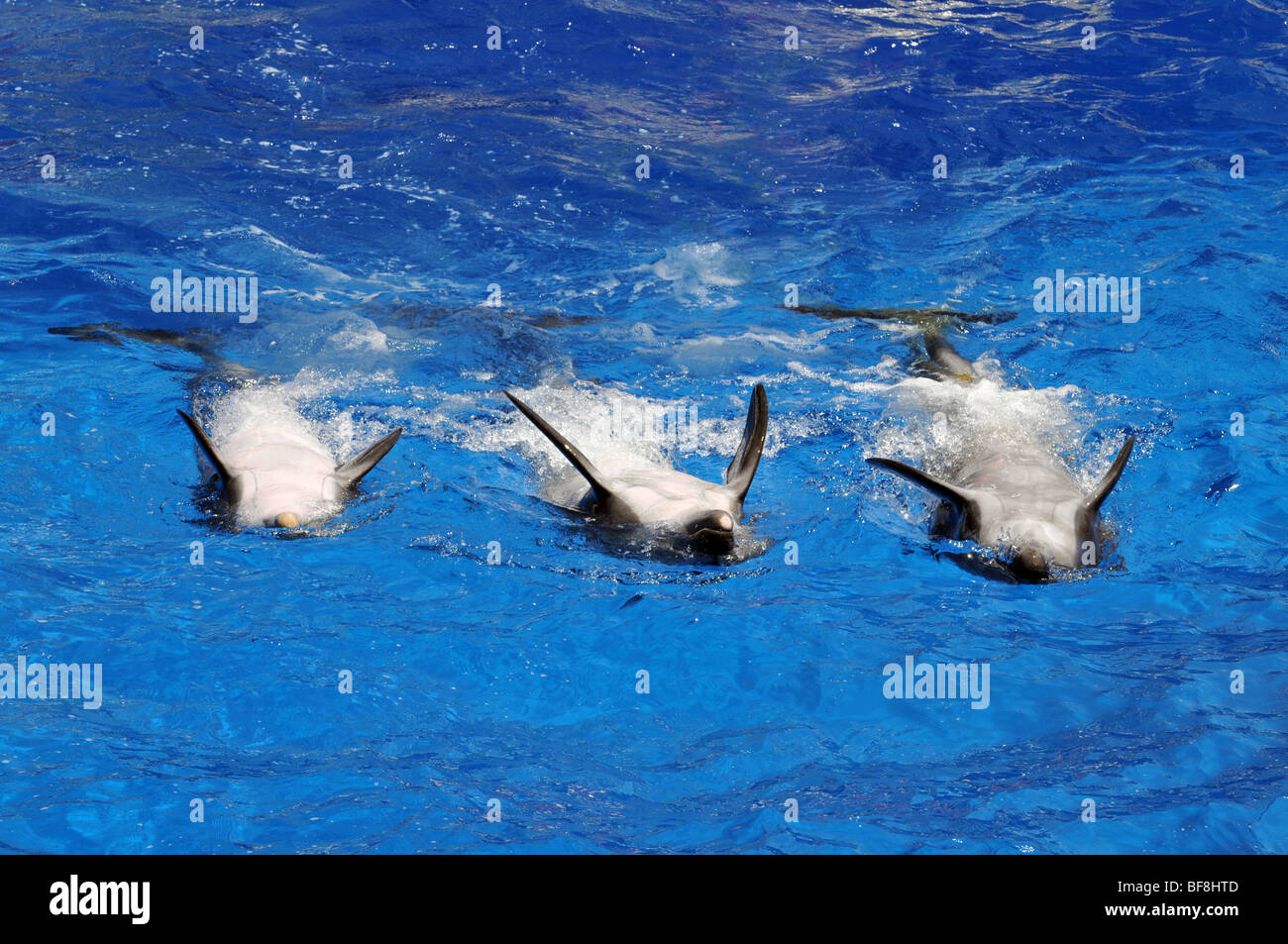 Three playful dolphins swimming on their backs Stock Photo